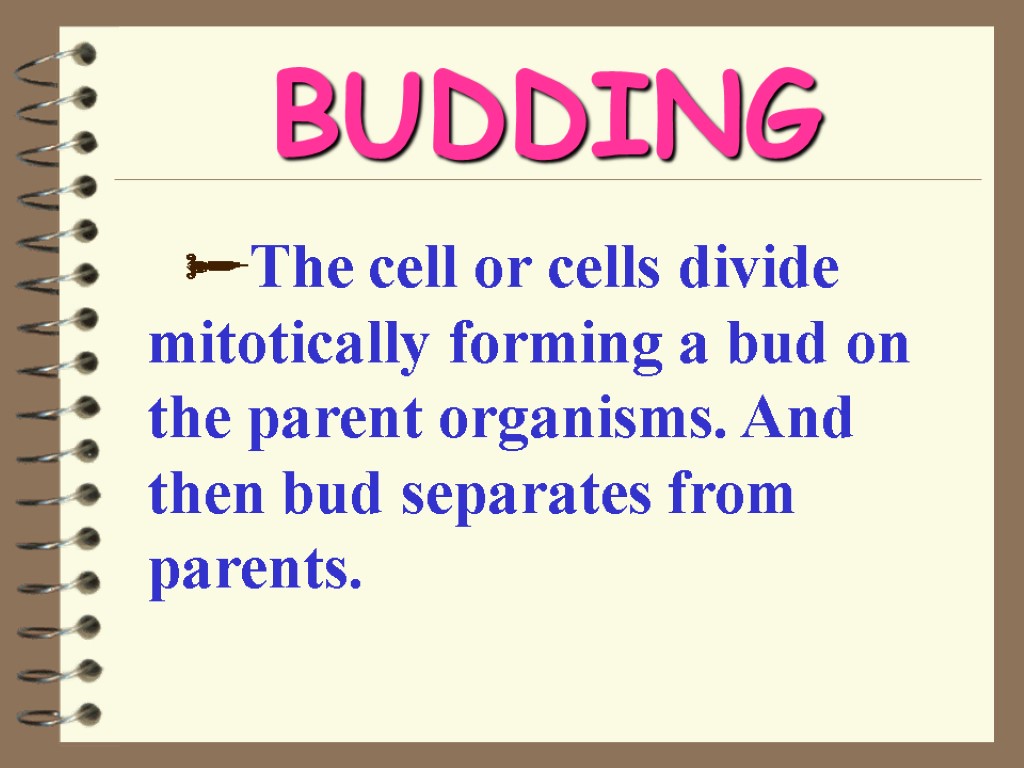BUDDING The cell or cells divide mitotically forming a bud on the parent organisms.